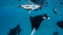 Nusa Penida Snorkeling 4 Spots with Manta Rays + Pick Up