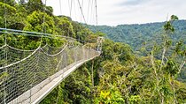 1 Day Canopy Walk Tour to Nyungwe NP