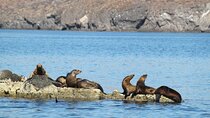 Balandra Beach and Sea Lion Colony Snorkel from Los Cabos