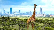 Nairobi National Park and Giraffe Center Private Tour