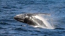 Cape Town Hermanus Whale Watching tour