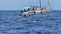 3-hour whale watching on a luxury sailboat in Costa Adeje