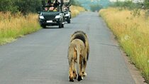 4 Days Pilanesberg Safari at Bakubung Lodge with Open Drives
