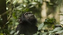 2 Days Chimpanzee tracking in Nyungwe National Park