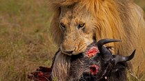 3Days Maasai Mara Migration Safari
