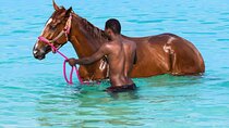 Carlisle Bay Swimming Horses Breakfast and Beach Day