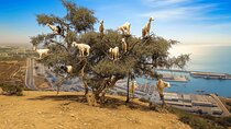 Goats on the Tree and Kasbah Agadir Oufella Trip