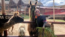 Visit Camelids Centre in Cusco