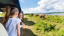 Udawalawe Elephant Safari: 3h Jeep Adventure (All Inclusive)