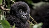 1 Day Gorilla Trekking in Volcanoes NP From Kigali