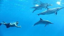 Private Dolphin House Boat Tour with Snorkeling & Lunch– Hurghada