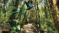Quetzales Route: Naturalist Exploration in the Cloud Forest