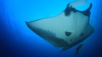 Manta Magic: Small-Group Manta Ray Night Snorkel in Kailua Kona