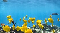 Best Coral Reef Snorkel Tour in Kona - Protected Marine Sanctuary