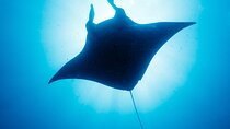 Manta Ray Night Snorkel Kona - Coral Reef Snorkel Adventures