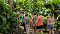 Monteverde Cloud Forest Organic Coffee Farm Cultural Experience