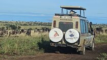 4 Day Fly In Ndutu Plains For The Migration's New Beginnings