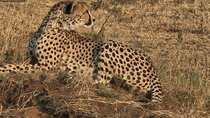 5 Days Migration Safari Adventure in Tanzania