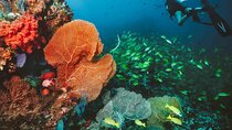 Diving Adventures in Angra dos Reis