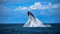 Experience a Private Whale Watching Tour in Uvita from San José