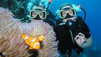 Coral Garden Diving Trip with Two Dives & Transfers : Marsa Alam
