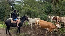 Arenal Fields Horseback Riding Tour: A Unique Experience in La Fortuna