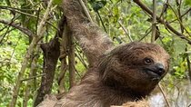 Sloths and Waterfalls with Rainforest Wildlife Experience