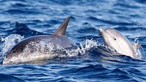 Oman's Coastal Magic Dolphin Watching Tour in Muscat