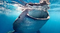 Whale Shark Wonder Tours From Playa del Carmen