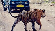 2 Days Ranthambore Wildlife Private Tour from Jaipur 
