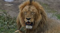 3 Day Safari in Serengeti National Park and Ngorongoro crater