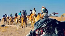 Marrakech: Quad Bike and Camel Ride & Dinner show in Agafay 