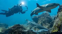 Full Day Diving at Seymour Island: Shark Paradise