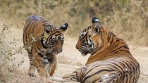 3-Day Delhi to Ranthambore Tiger Reserve Wildlife Safari