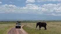 3 Days Amboseli Safari Game Drives Under Kilimanjaro Snows