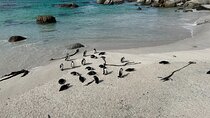 Penguins and Cape of Good Hope Private Tour Entrance fee Included