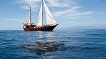 Whale Safari with Food and Bath in Los Gigantes by Tenerife