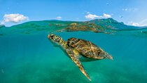"Private Snorkeling with Turtles EN Akumal + Photos Included"