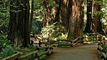 Muir Woods and Sausalito Tour (Half Day)