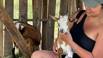 Cuddle & Feed Baby Goats Experience on Big Island Farm
