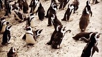 Penguins, Cape Point and peninsula Tour in Lux Electric Vehicle