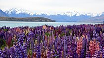 5-Day South Island Tour from Christchurch
