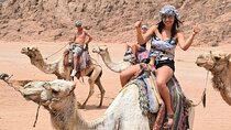Sharm El-Sheikh Desert Safari : Quad Bike & Camel Ride