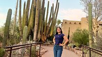 Desert Botanical Garden: Relaxing Sunset Walking Tour & Dinner