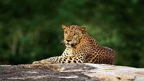 Special Full Day Safari Yala National Park - 04:30 AM to 06:00 PM
