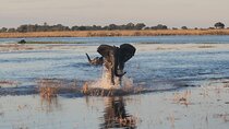 1/2 Day Chobe Sunrise River Safari–Serenity, Silence, Spectacle