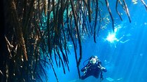 Discover Scuba Diving at Casa Cenote No Certification Needed