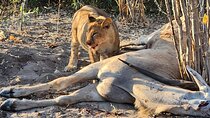 Chobe Signature Safari: Land & River Experience for Small Groups