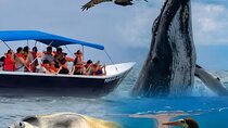Peninsula of Life Natural Experience with Humpback Whales