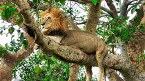 Half a Day, Full of Roars: Chobe’s Power-Packed Land Safari